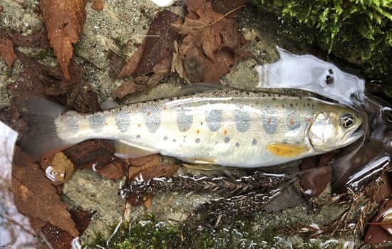 釣果の画像08